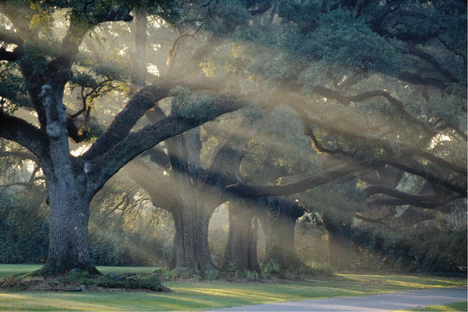 forest management rivadossi